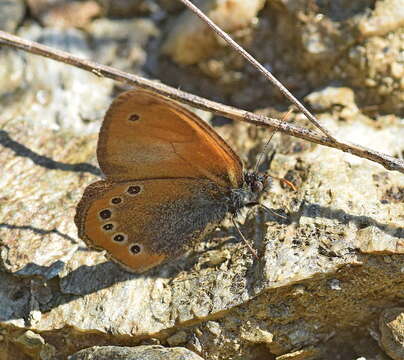 Coenonympha leander Esper 1784 resmi