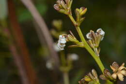 Imagem de Scaevola beckii Zahlbr.