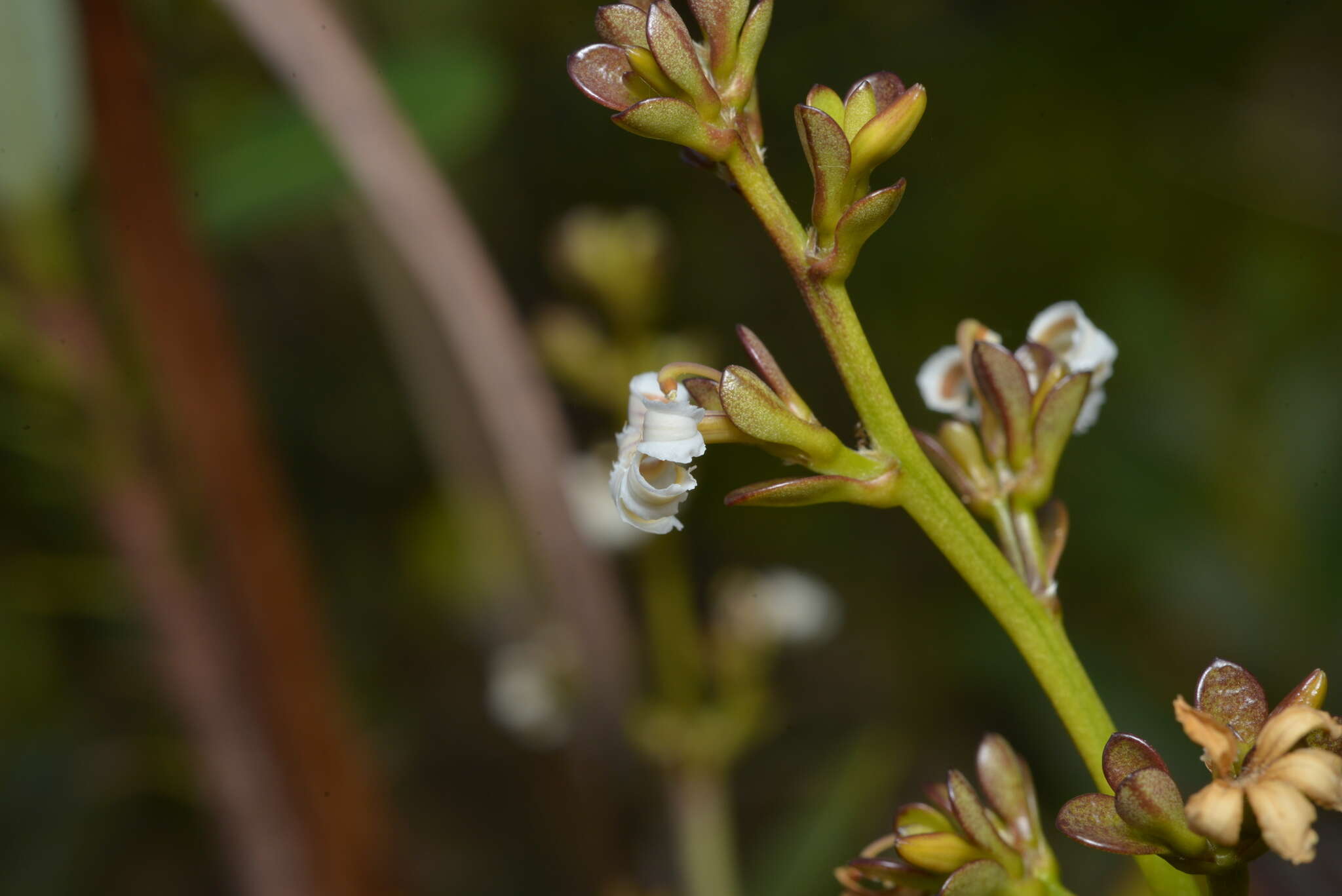 Imagem de Scaevola beckii Zahlbr.