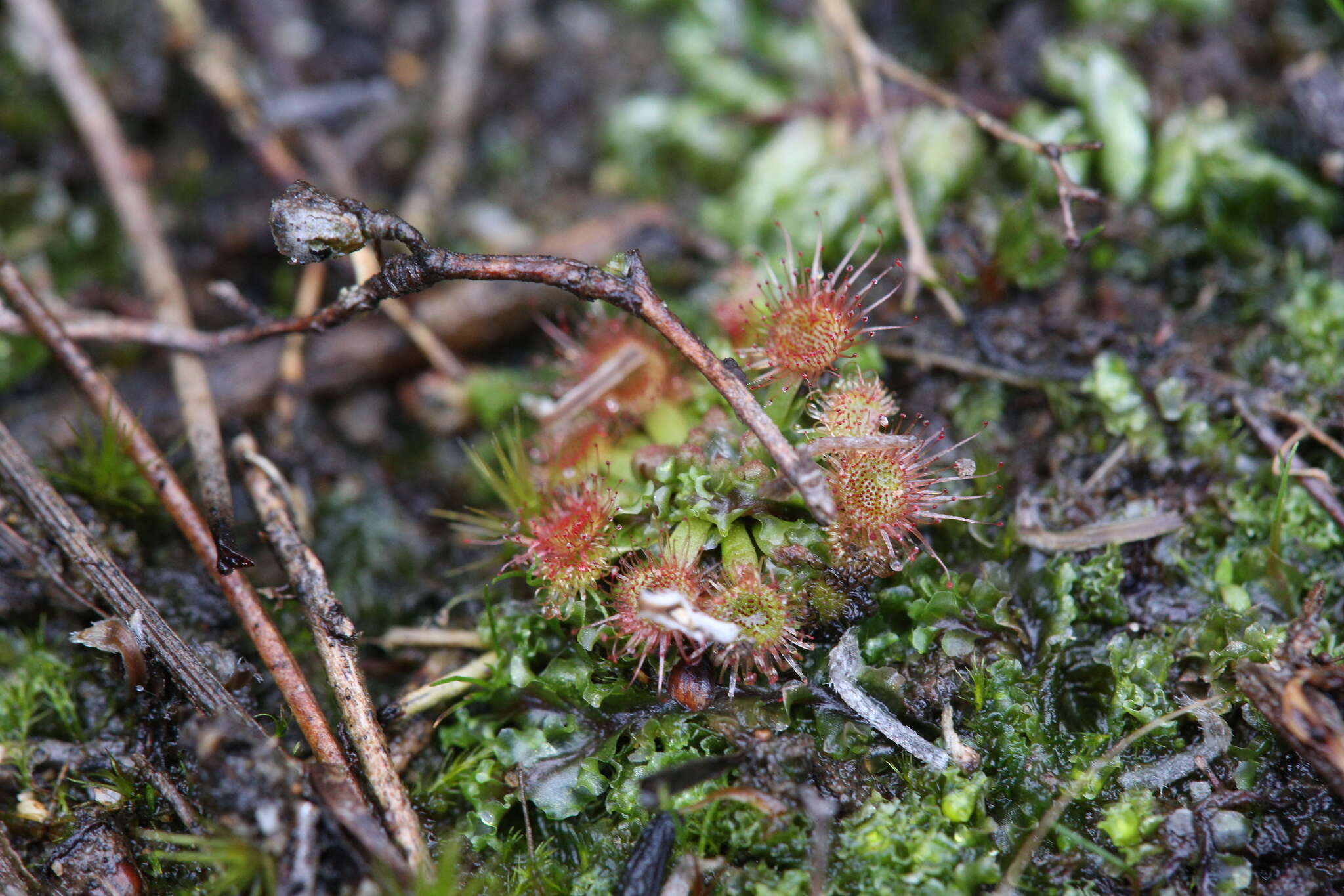 Image of Drosera mannii Cheek