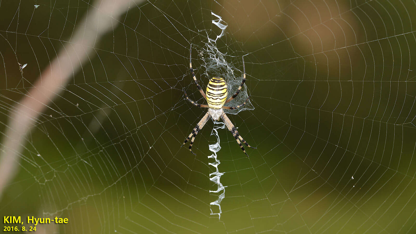 Imagem de Argiope bruennichi (Scopoli 1772)