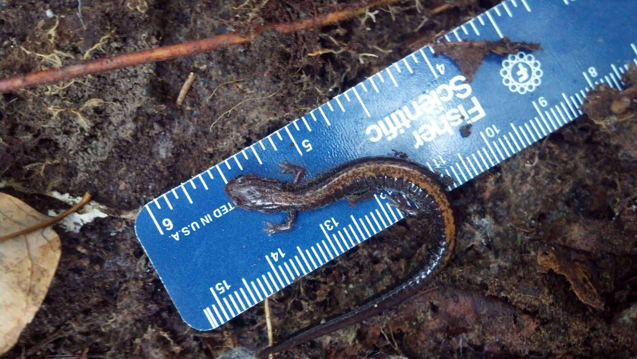 صورة Plethodon cinereus (Green 1818)