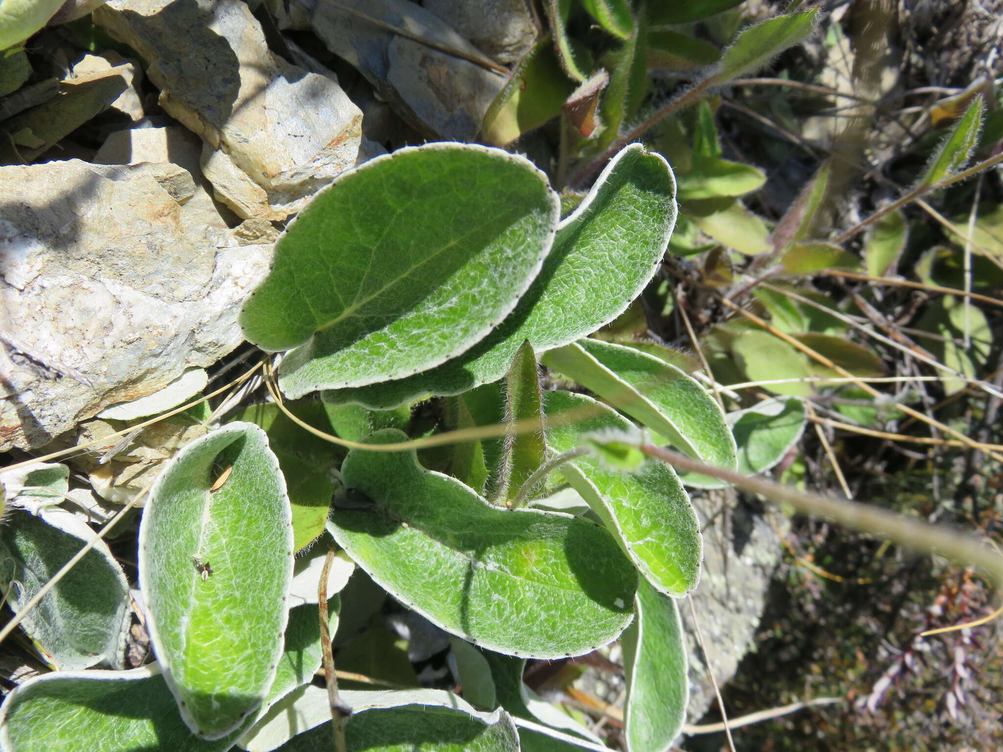 Image of Brachyglottis southlandica (Cockayne) B. Nord.