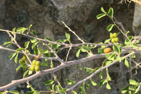 Image of Small-leaved white raisin