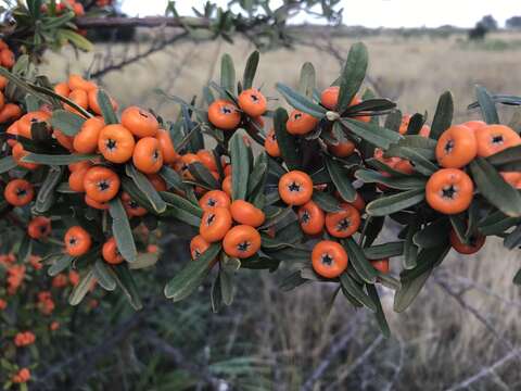 Image de Pyracantha angustifolia (Franch.) C. K. Schneid.