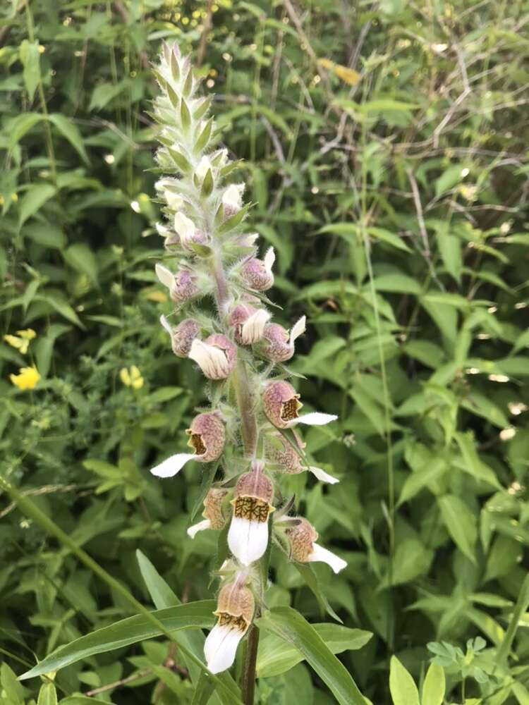 Imagem de Digitalis lanata Ehrh.