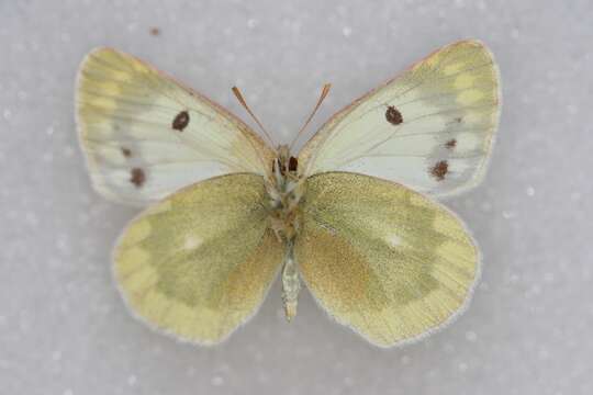 Image of Colias shahfuladi Clench & Shoumatov 1956