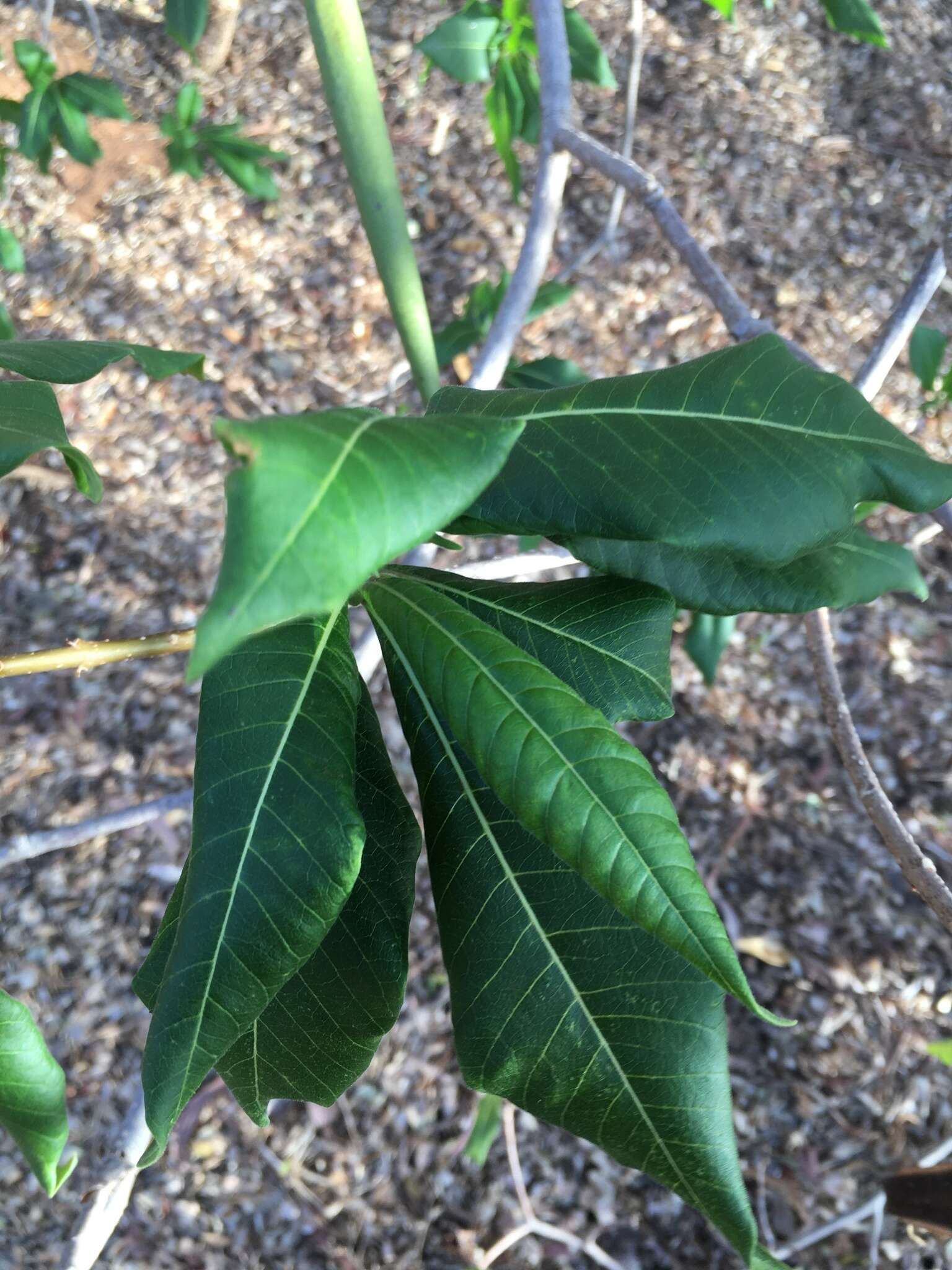 Imagem de Strophanthus boivinii Baill.