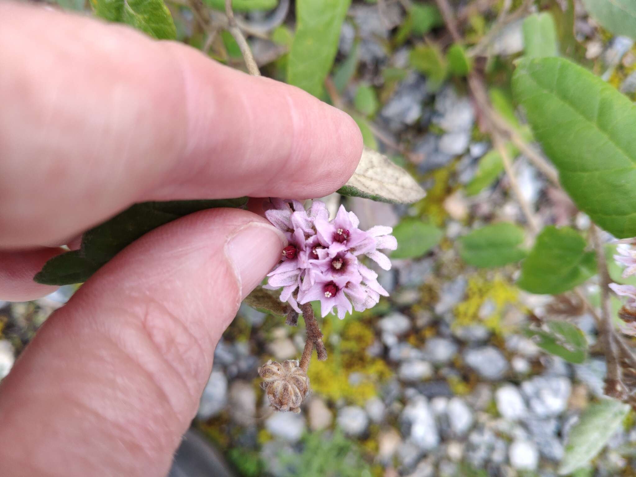 Sivun Lasiopetalum discolor Hook. kuva