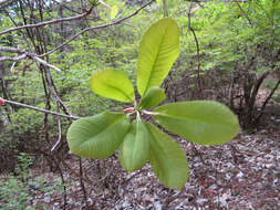 Image of Japanese Big Leaf Magnolia