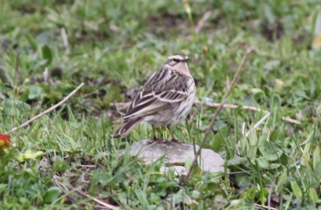 Image of Rosy Pipit