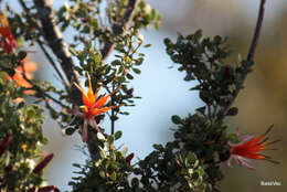 Sivun Lambertia inermis R. Br. kuva