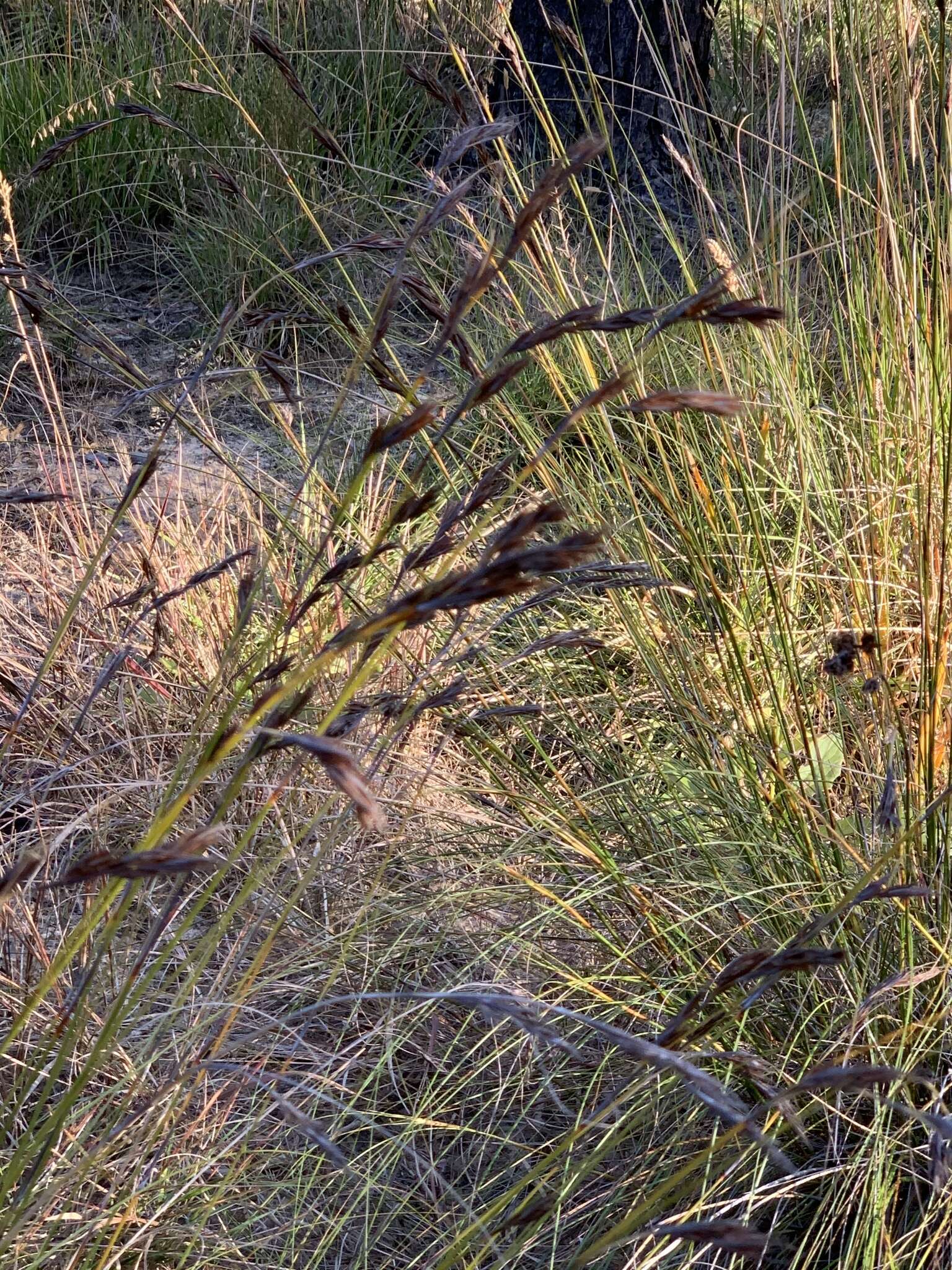 Tetraria ustulata (L.) C. B. Clarke的圖片