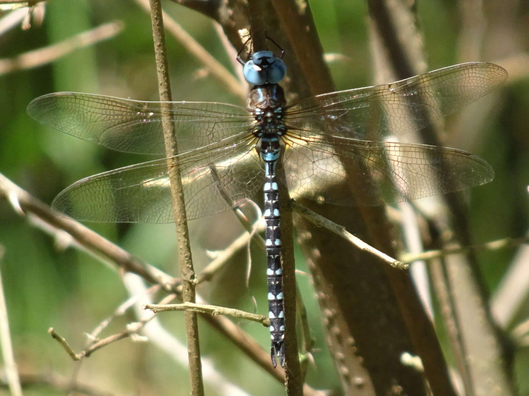 Image of Spatterdock Darner