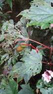 Image of Begonia palmata D. Don