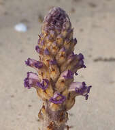 Image of nodding broomrape