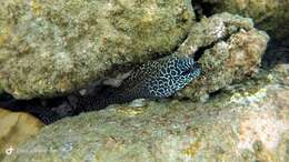 Image of honeycomb moray