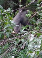 Image of Cercopithecus mitis labiatus I. Geoffroy Saint-Hilaire 1842