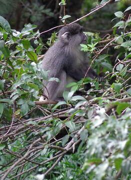 Image of Cercopithecus mitis labiatus I. Geoffroy Saint-Hilaire 1842