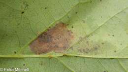 Image of Maple Leafblotch Miner