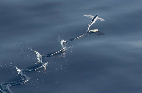 Image of Atlantic Flyingfish