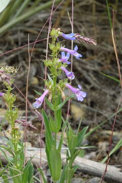 Image of low beardtongue