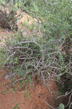 Image of Alluaudia dumosa (Drake) Drake