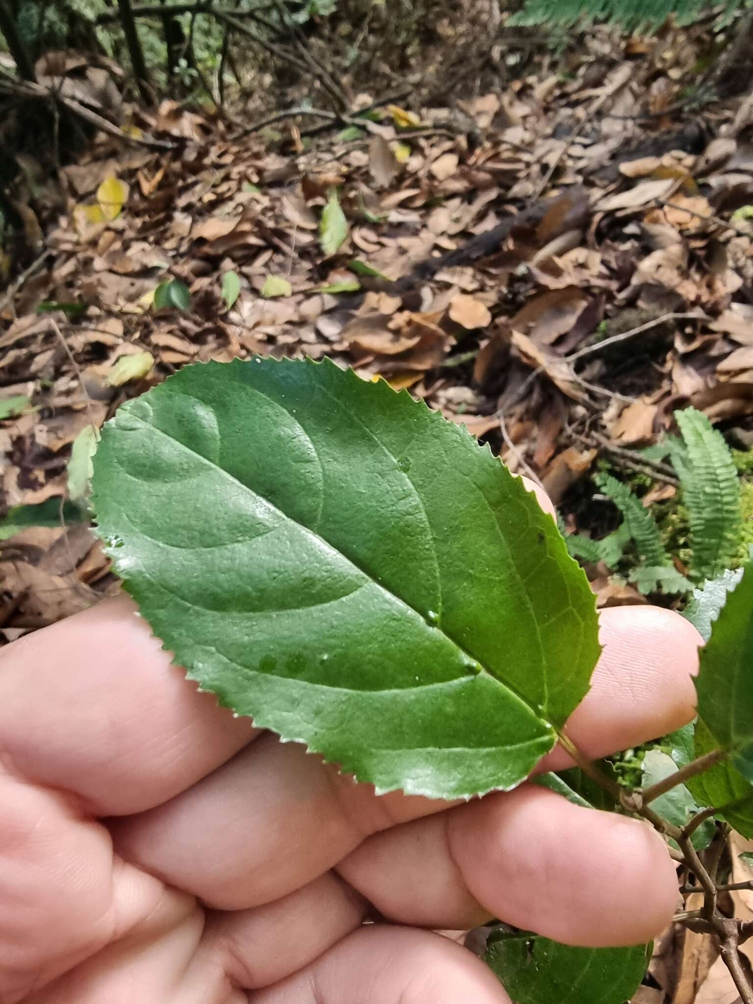 Image of Rhamnus glandulosa Ait.