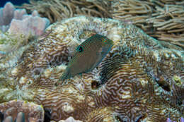 Image of False-eyed Pufferfish