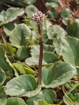 Image of Valeriana asarifolia Dufresne