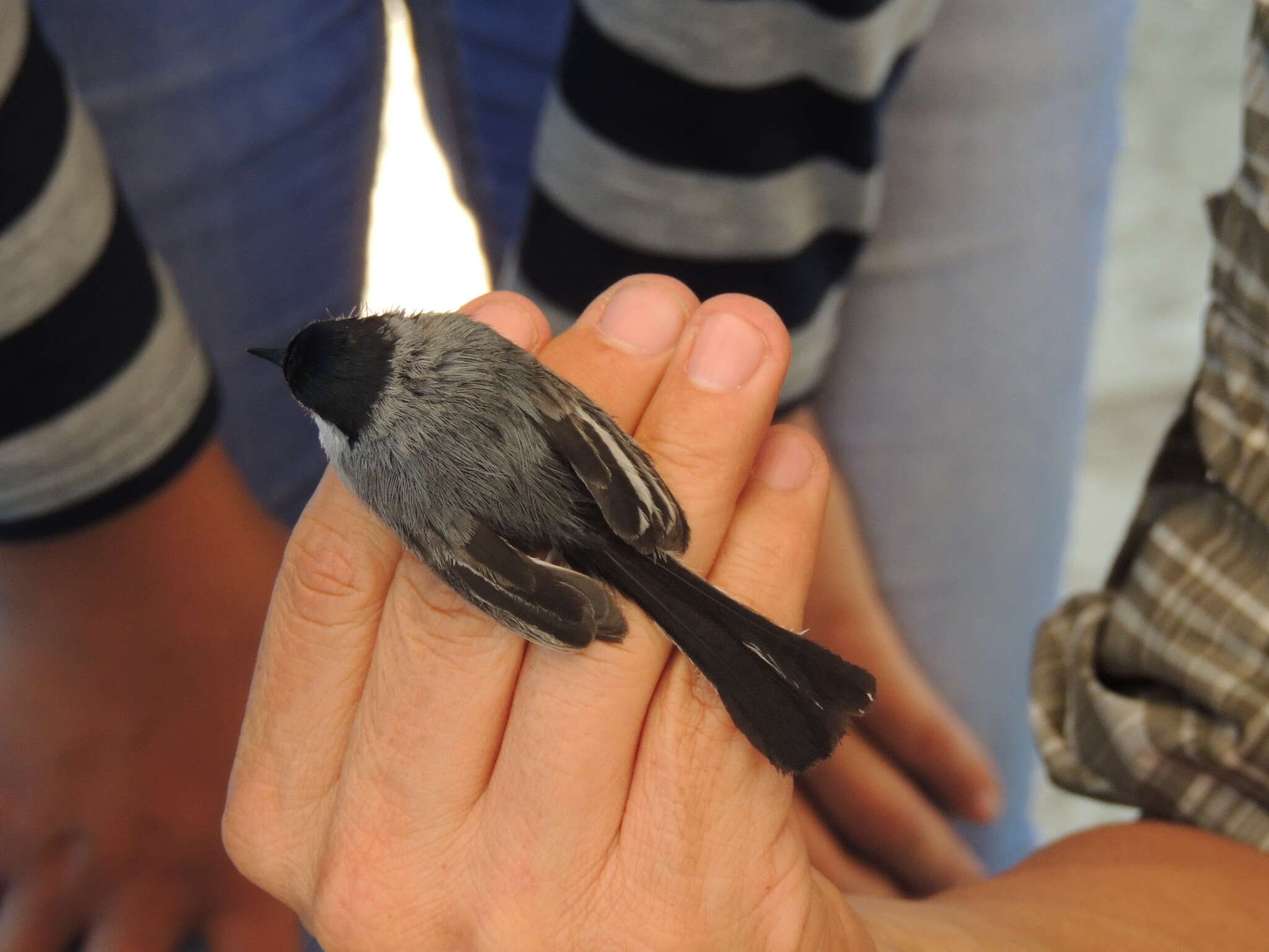 Image of White-lored Gnatcatcher