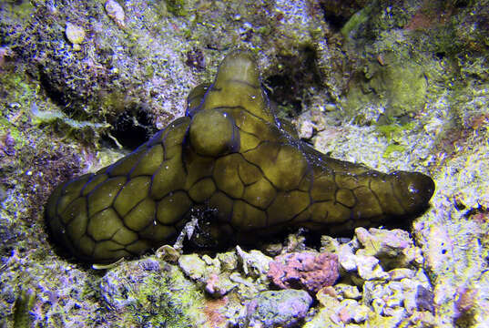 Image of Coriocella nigra Blainville 1824