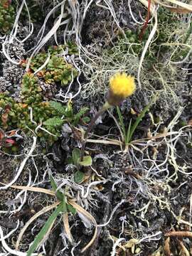 Image de Tephroseris frigida (Richards.) Holub