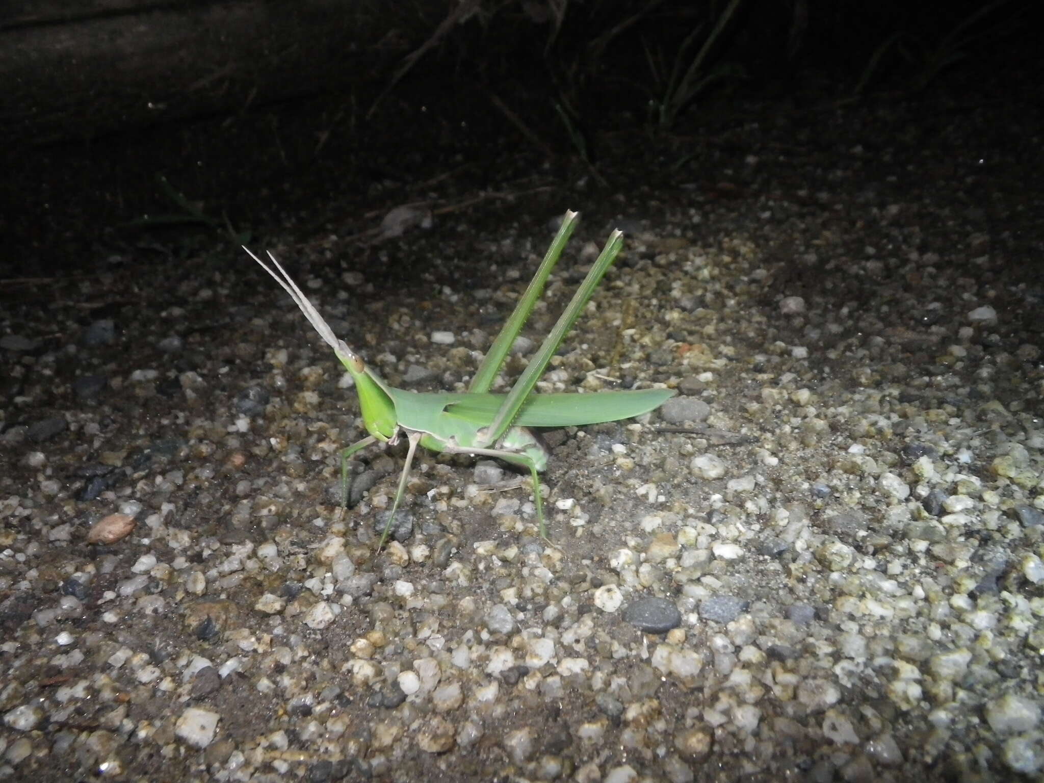 Image of Chinese Grasshopper