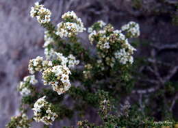 Image of Acantholippia