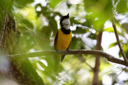 Image of Pachycephala chlorura littayei Layard & EL 1878