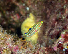 Image of Ornamental wrasse