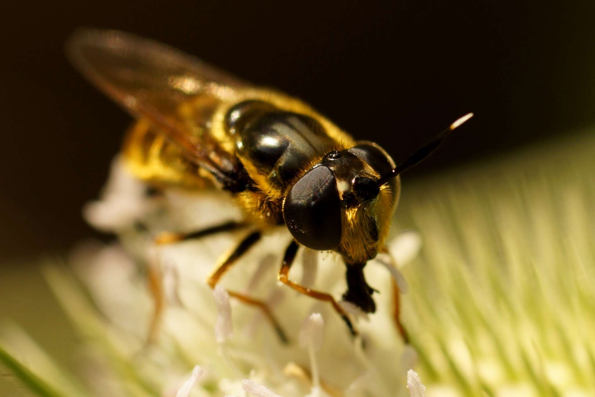 صورة Callicera aurata (Rossi 1790)