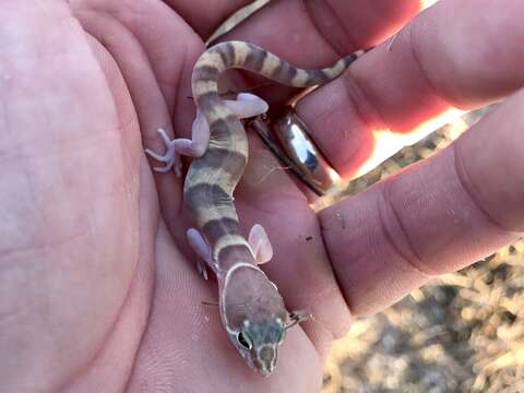 Image of Coleonyx variegatus variegatus (Baird 1858)