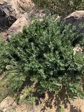 Image of brittleleaf manzanita