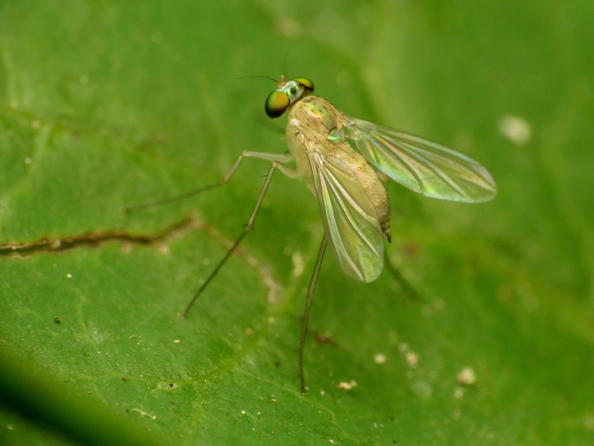 Image de Amblypsilopus dorsalis (Loew 1866)