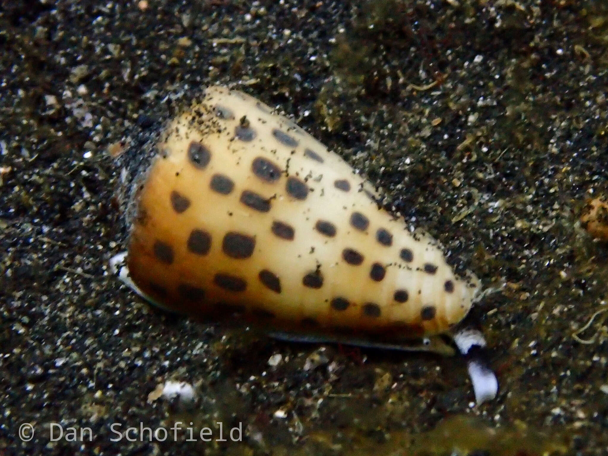 Image of ivory cone