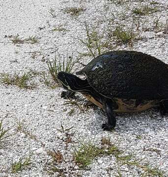 Image of Peninsula Cooter