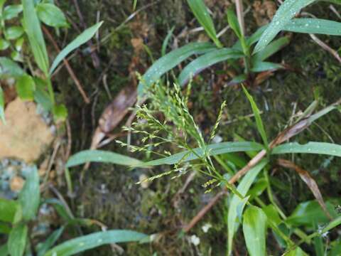 Imagem de Ichnanthus pallens (Sw.) Munro ex Benth.