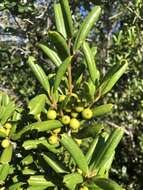 Imagem de Ilex opaca var. arenicola (Ashe) Ashe