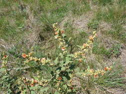 Image of Latin globemallow