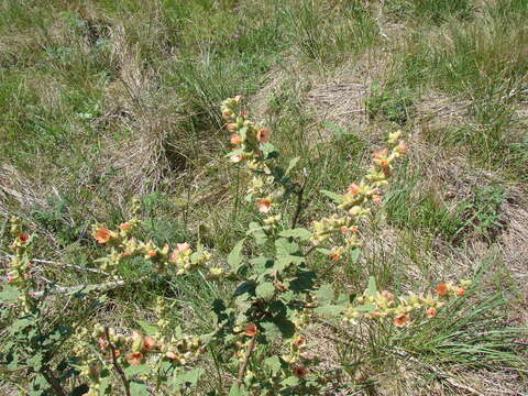 Imagem de Sphaeralcea bonariensis (Cav.) Griseb.