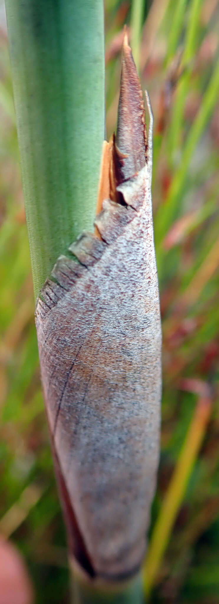 Image de Sporadanthus ferrugineus de Lange, Heenan & B. D. Clarkson