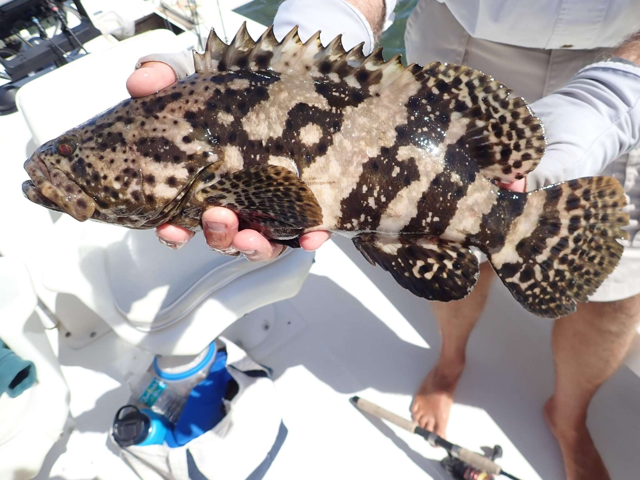 Image of Atlantic Goliath Grouper