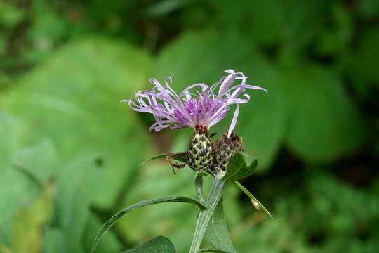 Plancia ëd Centaurea phrygia subsp. abbreviata (C. Koch) Dostál